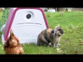 Animal rehoming experts BARKS discuss the Eglu Rabbit Hutch