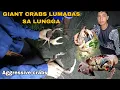 Download Lagu GIANT CRABS ANG NA HULI LUNGGA JACKPOT 