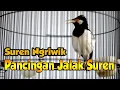 PANCINGAN JALAK SUREN BIAR BUNYI, JALAK SUREN NGRIWIK