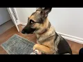 Lagu You Can’t Stop Laughing At These German Shepherds 🤣 FUNNIEST DOGS in the World!