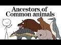 Lagu Weird Animal Facts-Ancestors of common animals