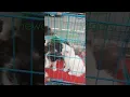 Download Lagu Cek harga kucing persia di pasar hewan jatinegara..