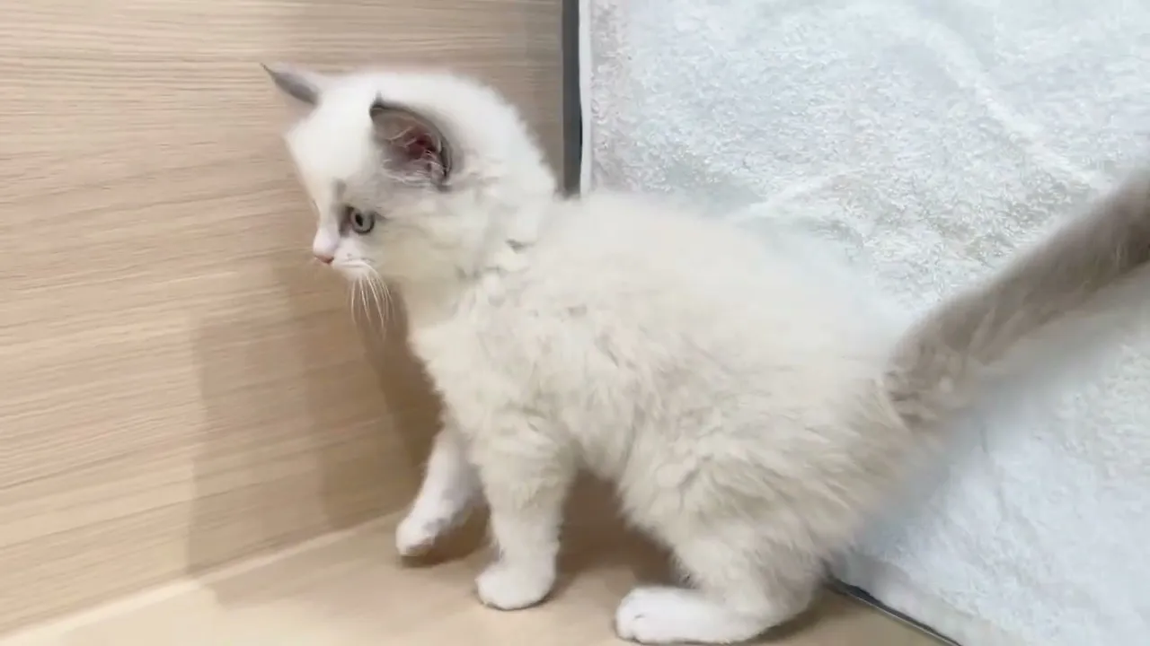 動画