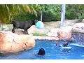 Largest Blue XL Bully pitbull plays volleyball CRAZY