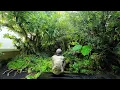 Download Lagu AMAZING!!!Ada hutan untuk habitat burung didalam rumah!!!