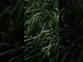 Download Lagu Morning in Miniature: Diamond Beads on the Grass