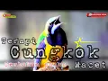 Lagu 🔴TERAPI CUCAK CUNGKOK MACET, TEMBAKAN KERAS FULL VIDEO SUARA JERNIH