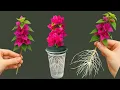Download Lagu De snelste manier om bougainvillea te vermeerderen is door hem in water te laten weken/100%succesvol