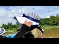Download Lagu TRAVELOG BORNEO NATURAL SUKAU BILIT RESORT