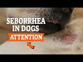 SEBORRHEA in DOGS Scaly Skin Dandruff or Oily Coat
