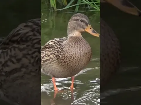Kids Learn Animal Names #Shorts