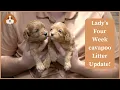 Lady s Four Week cavapoo Litter Update