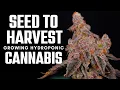 From Seed to Harvest Growing in DWC The Lucas Formula