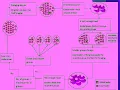 Spidal Monkey Optimisation Algorithum