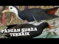 Download Lagu PADUAN PIKAT SUARA BURUNG MANDAR DAN RUAK RUAK