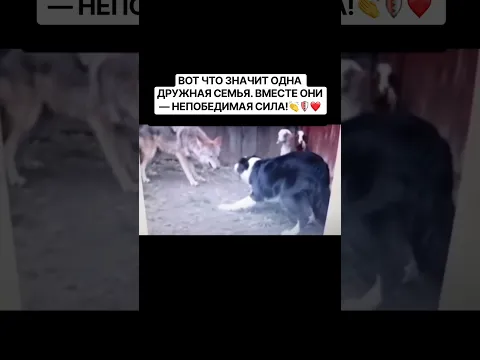 СЕМЕЙНАЯ СИЛА! ОНИ НЕ ОСТАВИЛИ ДРУГ ДРУГА! ДРУЖНАЯСЕМЬЯ #СОБАКА#КОШКА#ЗАЩИТНИКИ #СПАСЕНИЕЖИВОТНЫХ