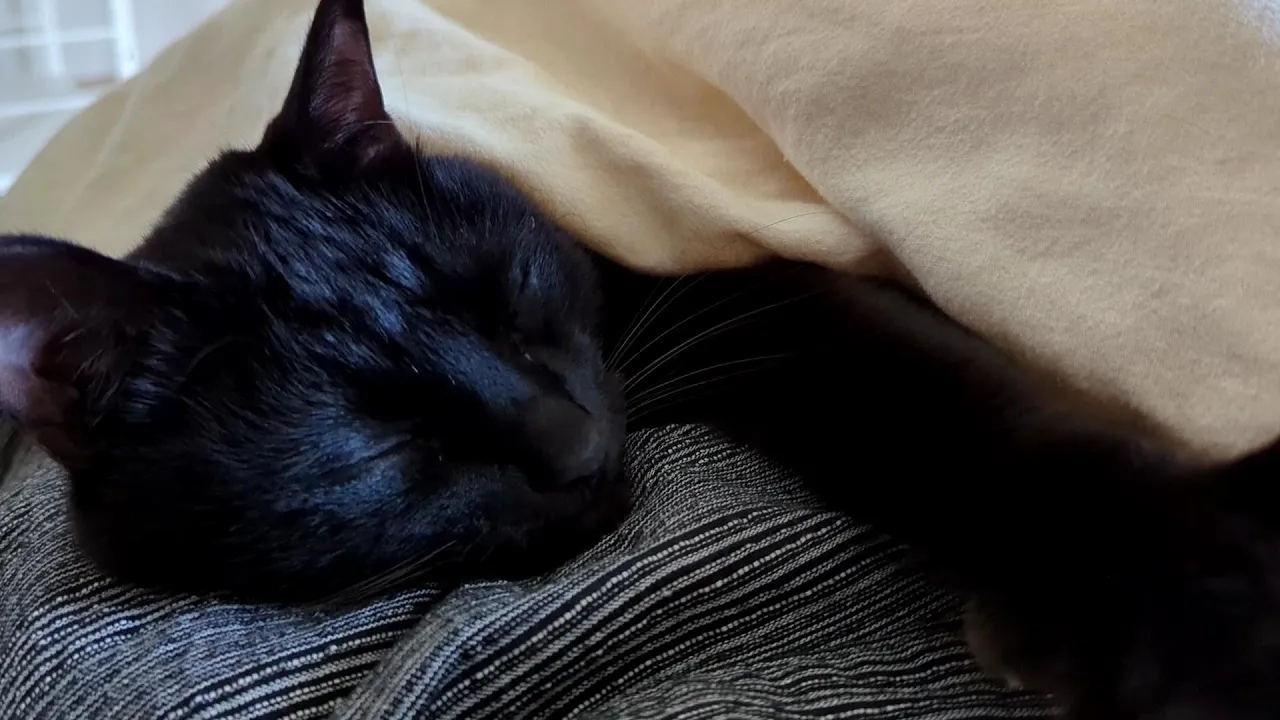 添い寝が大好きな黒猫がかわいすぎる【保護猫ロコちゃん】