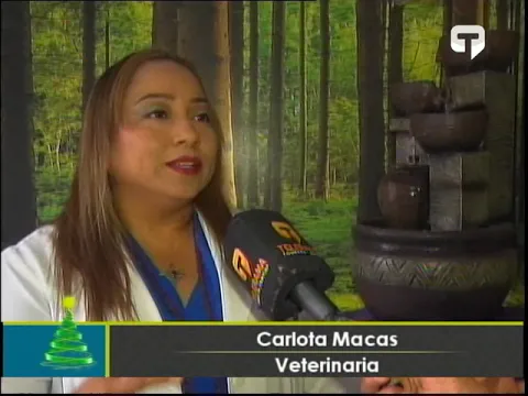 ¿Cómo evitar que las mascotas dañen nuestro árbol de navidad?