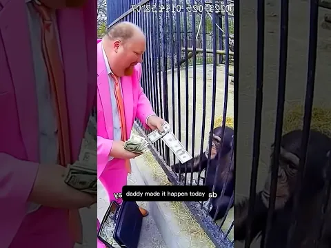 funny video from the monkey zoo enclosure #funnyanimals #outrageous #petlover #zoo