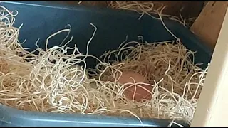 Improving egg counting using imaging AI Machine Learning technology