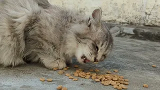 Peaceful Morning Ambience: Cats Breakfast with Birds Chirping & Nature Sounds
