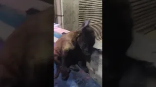 الفرق بين الكلب البلدي والمالينو كلاب مالينو سوق الجمعه كلاب Malinois Dogtrainingtips محمدوماكس 