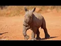 The world s most famous rhino calf - SafariLIVE Sunset