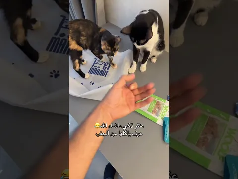 اختبروا ذكاء قطتكم😂وترى بت ماركت يوصل توصيل فوري واستخدموا كود HA15 وتوصيلهم مجاني ترا (AD)