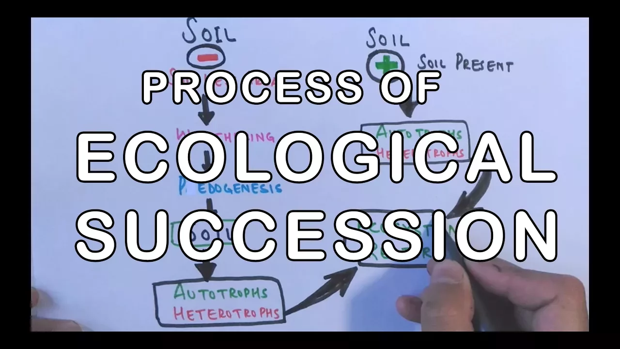 Process of Ecological Succession | Primary & Secondary Succession Concept