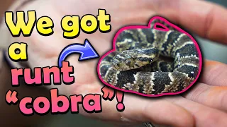 Baby False Water Cobras- From Laying to Hatching! (Plus a runt...)