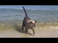 Download Lagu LES CHATS ET L'EAU 2