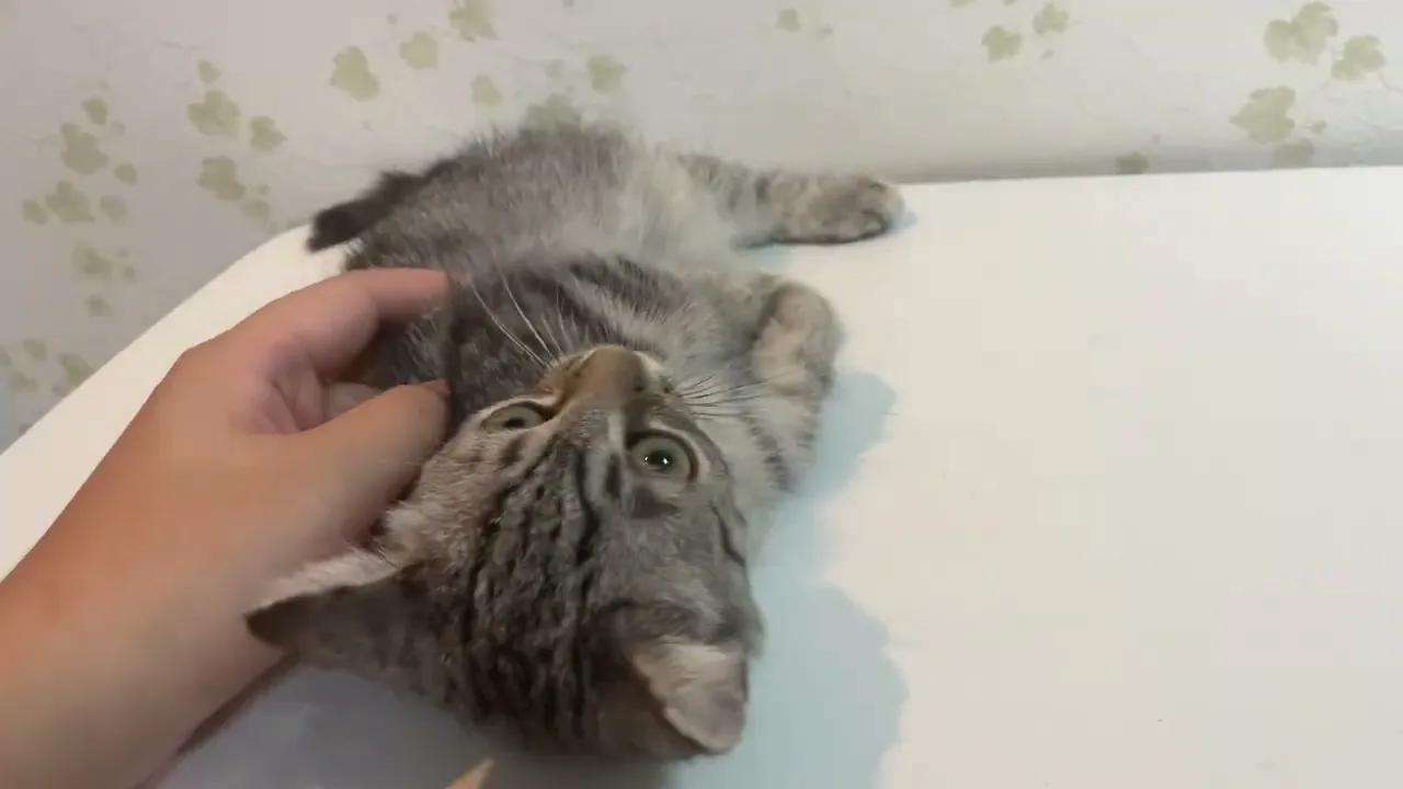 動画