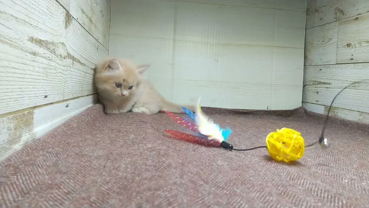 動画