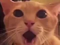 surprised cat meme