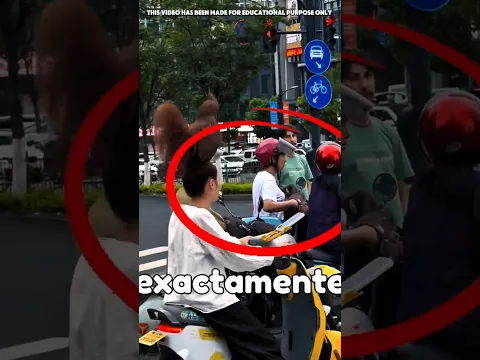 ¡Pidió Un Corte De Gallo Y El Barbero Lo Consiguió! 😂🐓