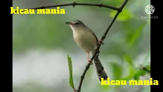 Download 👍suara burung ciblek sawah, ciblek pari,ciblek padi klil-klik betina memanggil jantan\u0026untukmasteran😍 MP3