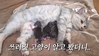 길에서 쓰러진 채 발견된 고양이... 알고 보니 임신 중이었습니다