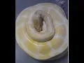 Ball Python Maternal Incubation