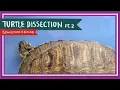 Turtle Dissection Part 2 Internal Anatomy Behold the World in Pause