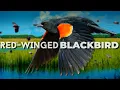 Download Lagu Een van de meest talrijke landvogels | Roodvleugelmerel
