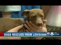 20 dogs available for adoption in Tampa Bay following seizure from Louisana house of horrors