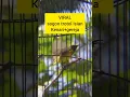 Download Lagu Sogon trotol isian kenari dan gereja #burung #sogonindonesia #kicaumania #sogonprestasi