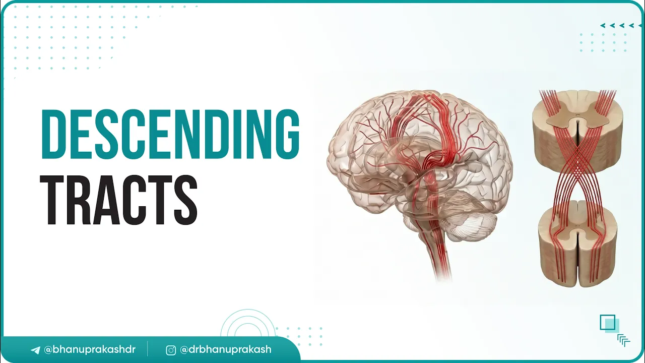 9. Descending Tracts 🧠⚡ | Corticospinal & Extrapyramidal Pathways Explained | Motor Nervous System