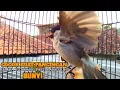 Download Lagu kutilang gacor TARUNG buat pancingan kutilang agar bunyi jadikan burung kutilang gacor