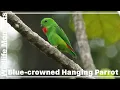 Download Lagu BURUNG NENEK GANTUNG MAHKOTA BIRU | Jantan vs Betina
