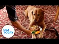 Belly up to the bar with your furry friend at this dog-friendly pub USA TODAY