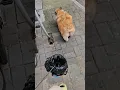 The dog has diarrhea