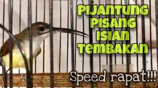 pijantung pisang gacor dor isian tembakan speed rapat panjang suara jernih kicau tembak