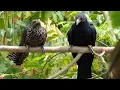 Lagu Asian Female Koel VS Male Koel, Sounds  Of Koel (HD)