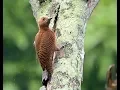 Download Lagu Burung Pelatuk Kijang Jinak